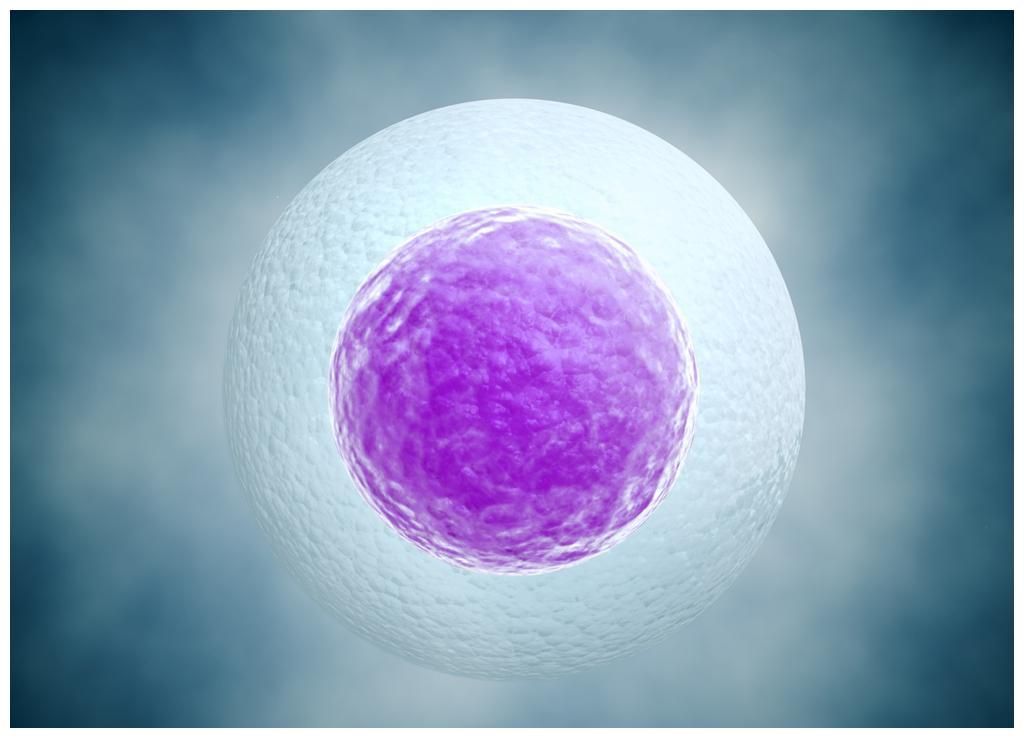 新发现：卵子会对某些人的精细胞更加偏爱，甚至可为其“开后门”