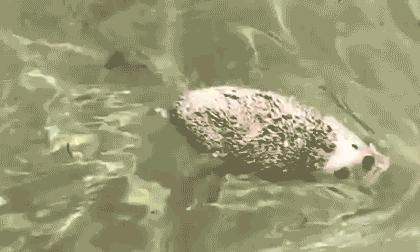 盘点四种不同的索尼克,盘点六个索尼克