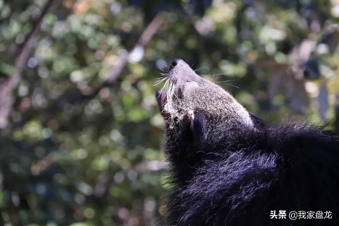 生物的多样性之美,生物多样性之美介绍