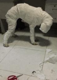 这突如其来的一字马，让我不厚道的笑了