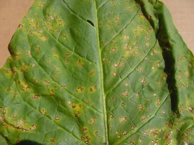 烟叶赤星病和野火病图片,草烟花叶病防治