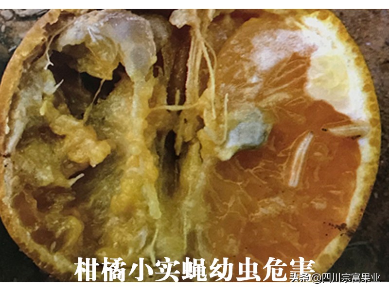 柑橘小实蝇,柑橘小实蝇雄虫与雌虫的区别