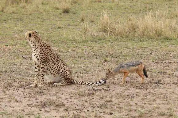 胡狼“大帝”：比平头哥胆子还大的非洲蹭饭王