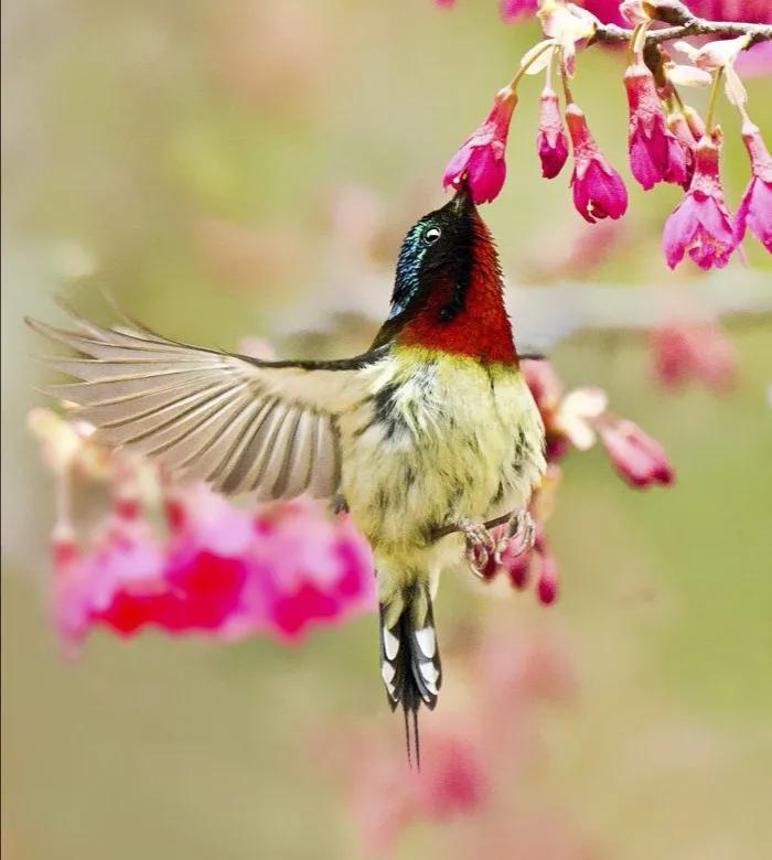 可爱的太阳鸭,可爱的太阳鸟