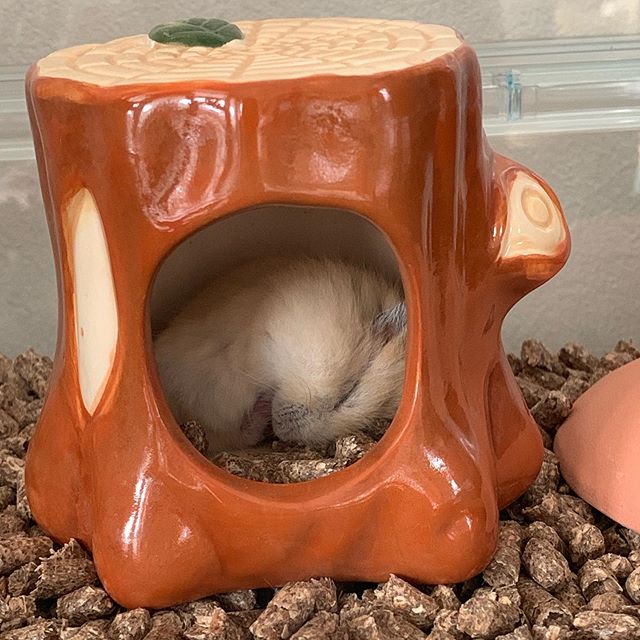 仓鼠中暑的解决方法,仓鼠怎么避免中暑