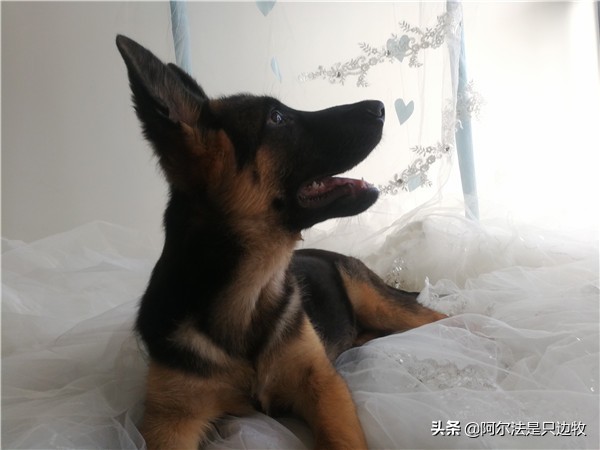 我想养狗,家人不让养怎么办,先冷静看看再决定