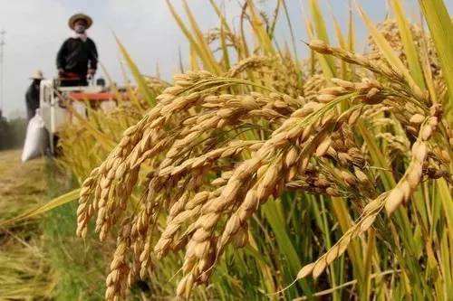 四大粮商垄断全球粮商交易,垄断全球的四大粮食商