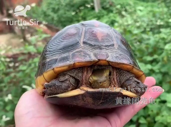 黄缘闭壳龟不冬眠会高背吗,黄缘闭壳龟喂肉能高背么