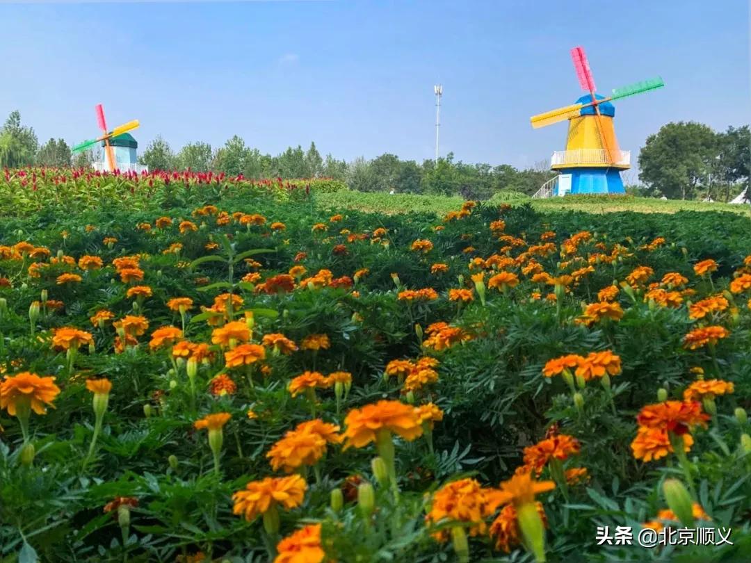 北京国际鲜花港菊花展购买门票,北京国际鲜花港菊花展