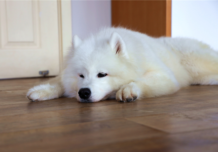 狗狗把自己烫伤后，记住不能用牙膏紧急处理，主人应学会正确方法