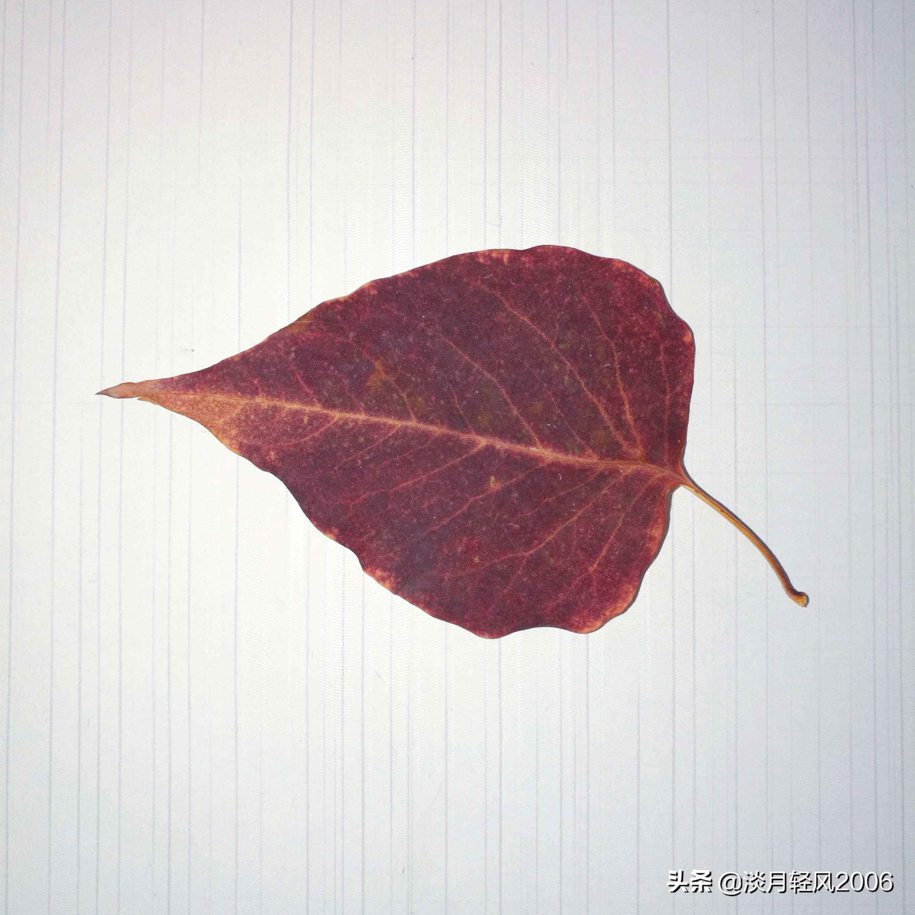 幼儿园冬季手工老鼠贴画,树叶贴画简单又好看老鼠