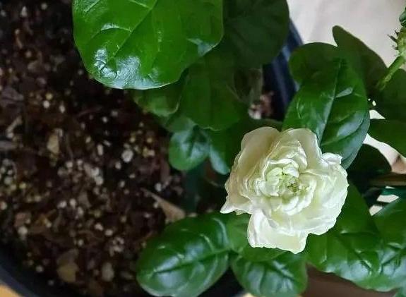 家里养茉莉花怎么配土,养茉莉花小妙招