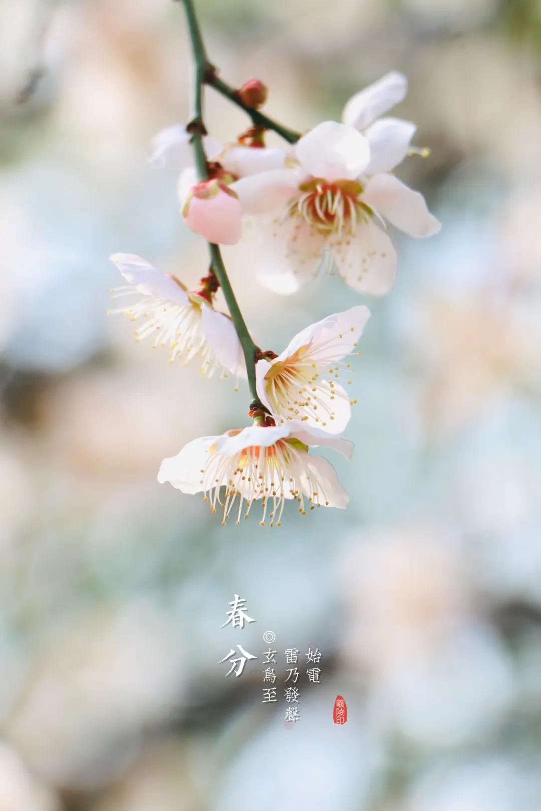 二十四节气美图大全,二十四节气歌完整版