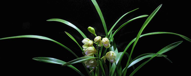 刚上盆的兰花怎么浇水,12月移栽兰花当天浇水吗