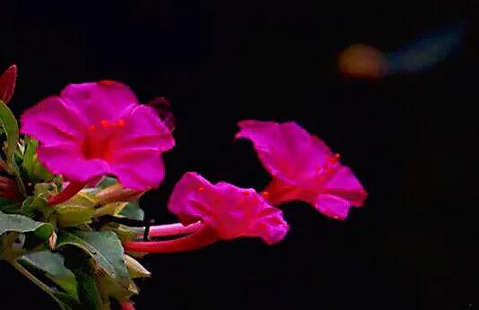 紫茉莉花色,紫茉莉的花朵有香味吗