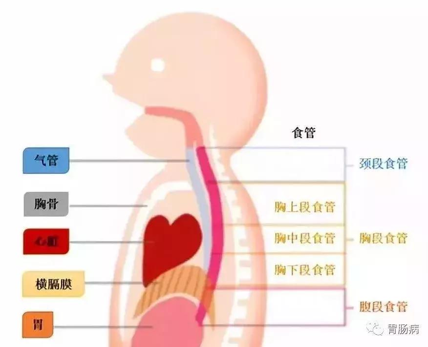 倪海厦治疗食道癌的成功案例,福永哲教授