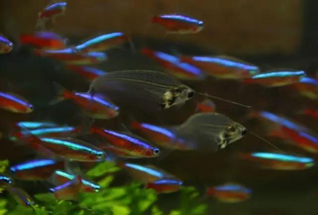 灯鱼草缸造景教程,草缸造景养什么鱼