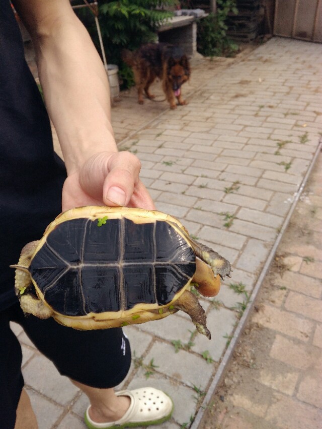 养殖宠物龟,自家养殖龟好养又挣钱繁殖快