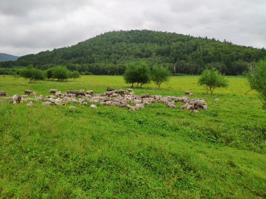 又到遛茬季节，羊吃玉米或者黄豆胀肚、中毒怎么办？兽医告诉你