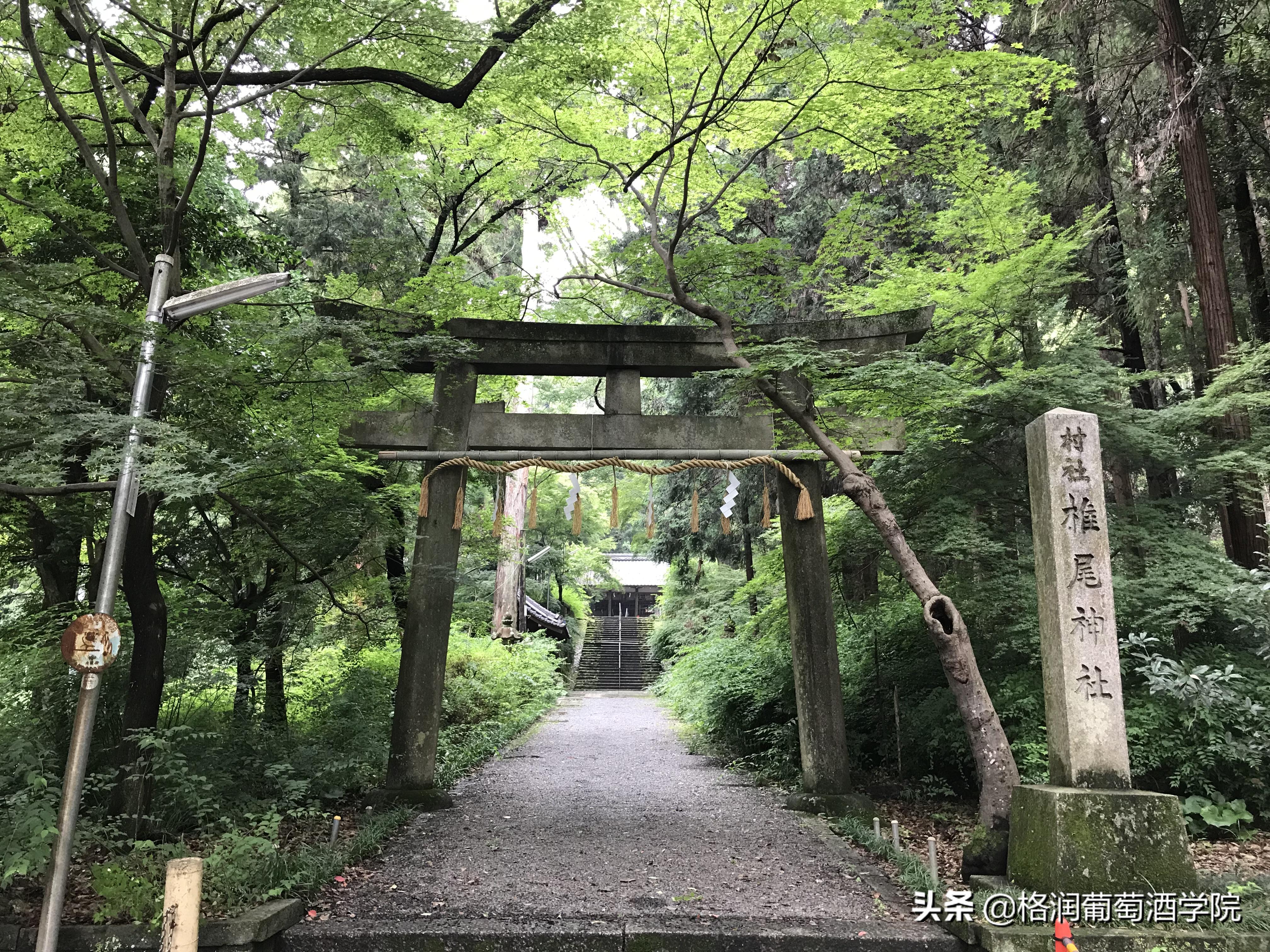 山崎白川威士忌区别,山崎威士忌介绍