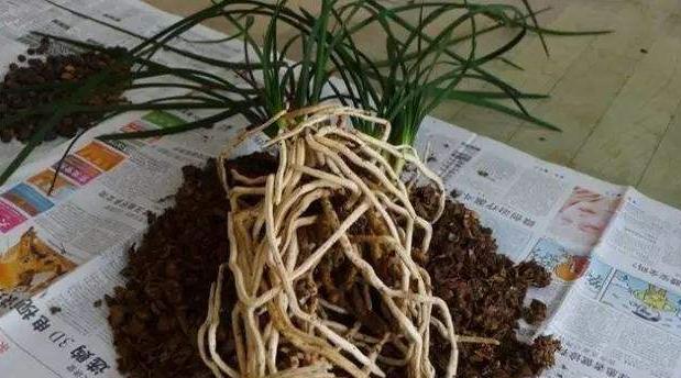 绣球换盆用营养土需要加田园土吗,墨兰换盆用营养土和菜园土可以吗