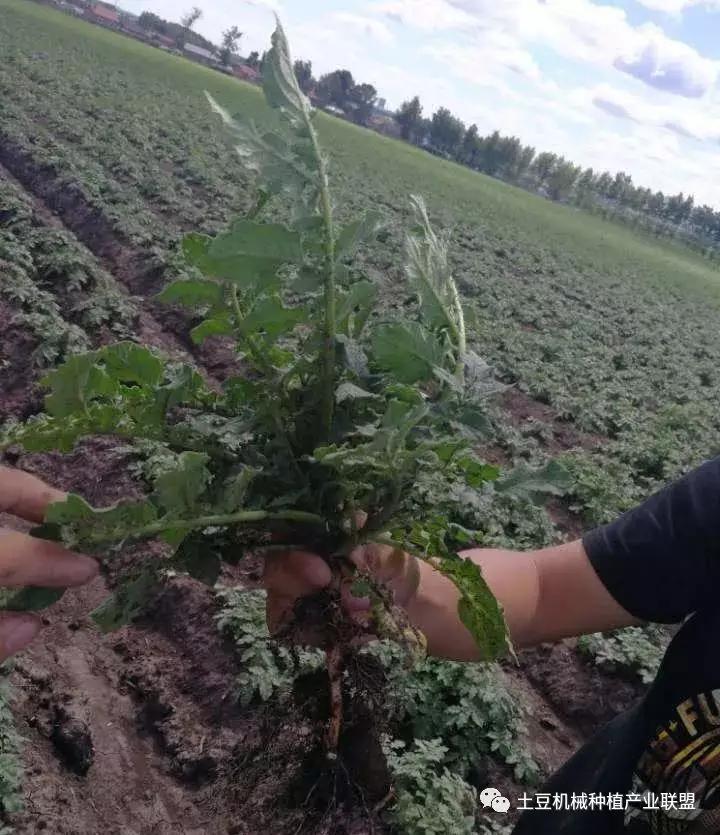 灭草松除草剂对马铃薯药害,马铃薯药害的一般症状图片