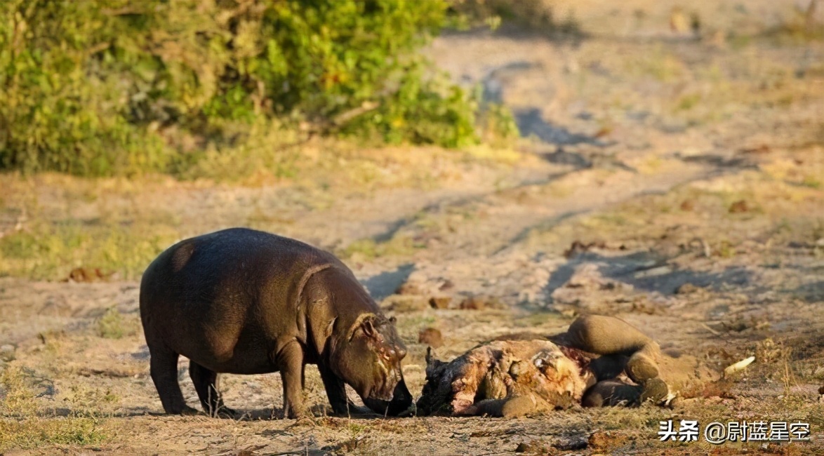 河马路边咬死汽车,不要惹小河马