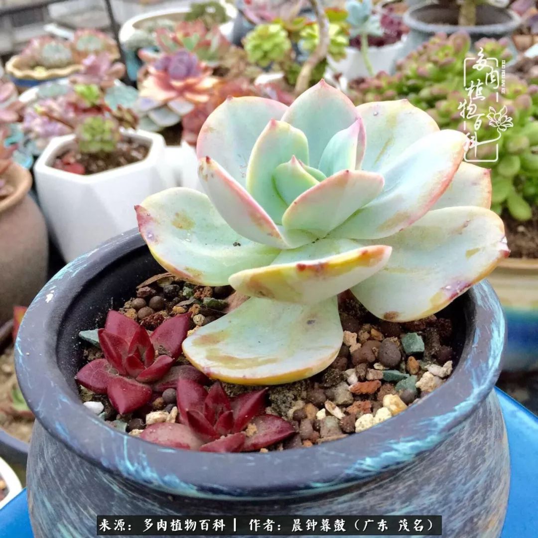 轻轻地告诉你，我的多肉也曾美过，不信你看看