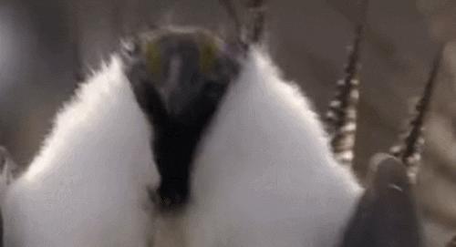 艾草松鸡和尖尾松鸡是一种吗,艾草松鸡是保护动物吗