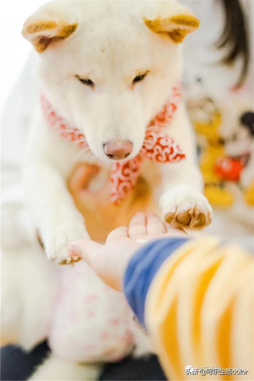 广州撸柴胜地！仲有怀旧零食、游戏室激萌柴犬周边