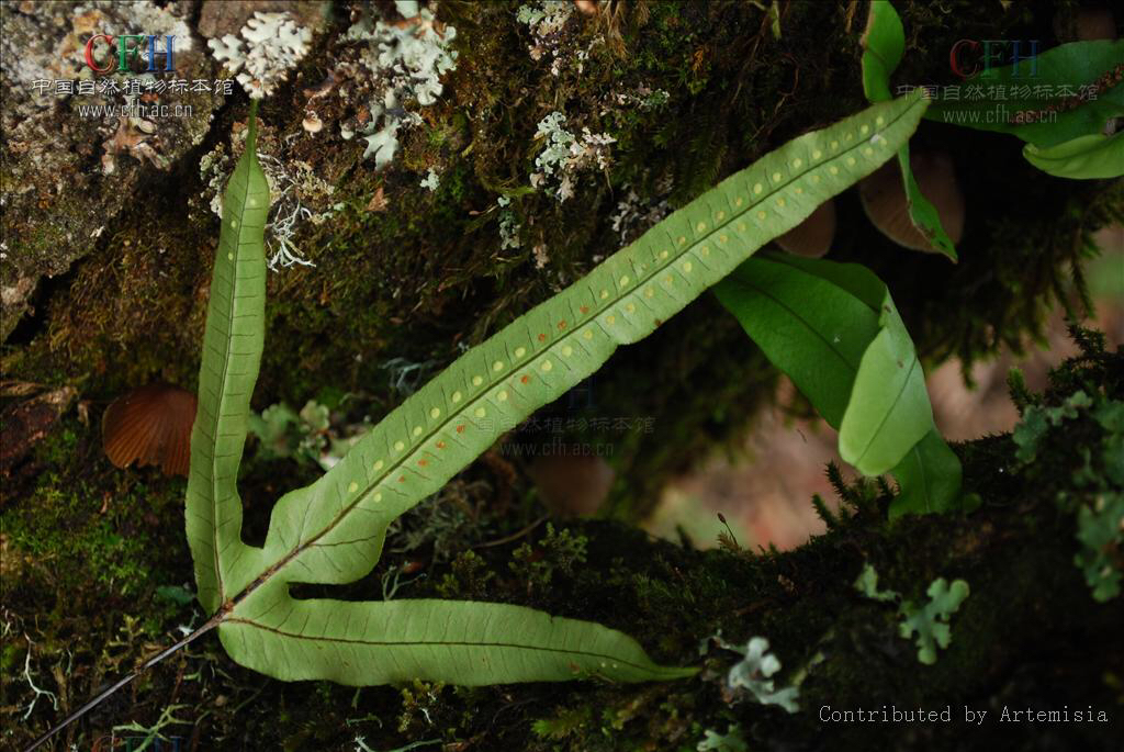 中药金鸡脚功效与作用,中药材独脚金鸡