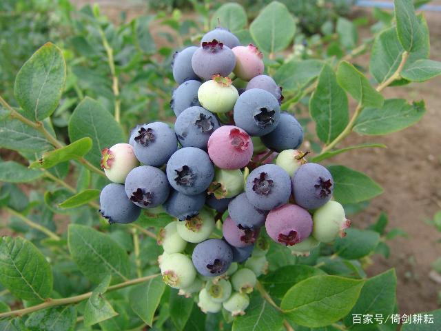 水果皇后明珠店,水果皇后巢湖