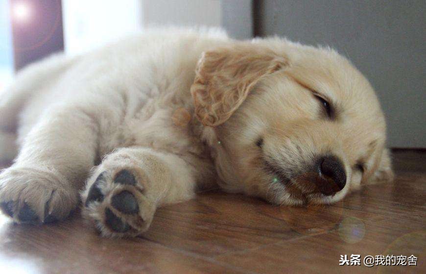 狗狗吃苹果会怎样,狗狗吃葡萄会怎么样