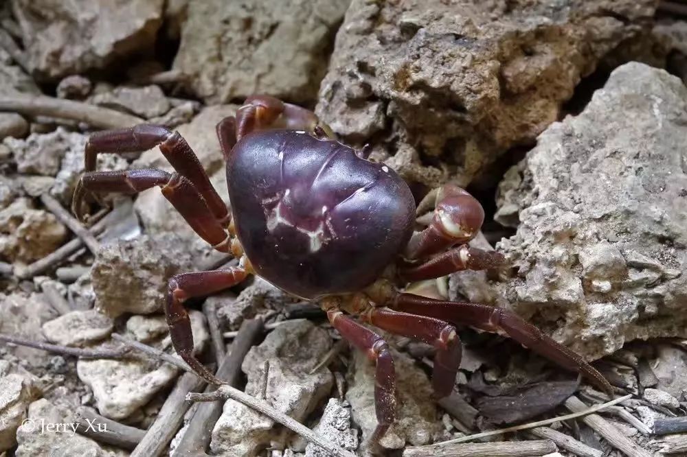 听说过网红猫岛、猪岛，见识过真正硬核的“蟹岛”吗？