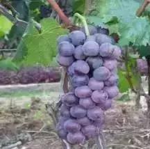 青岛十大海鲜干货特产,青岛西海岸特产推荐