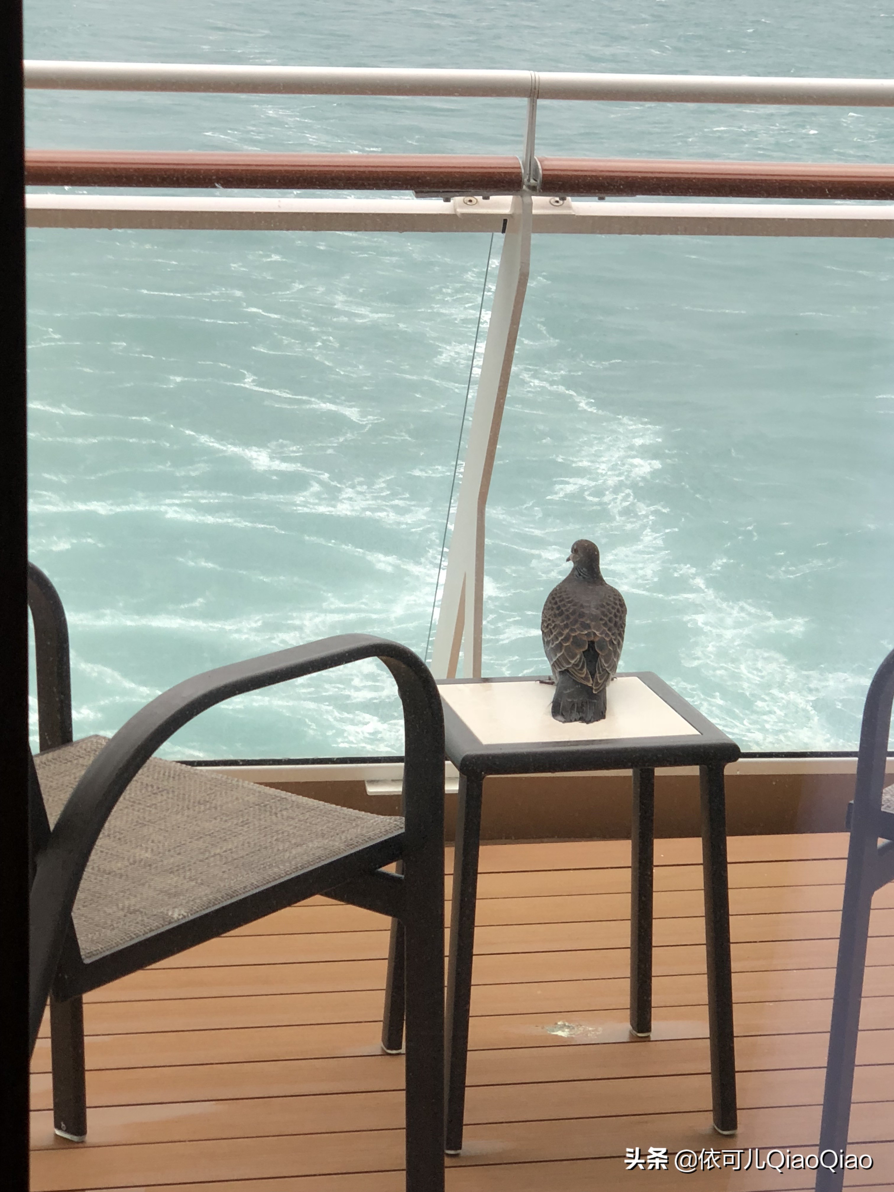 纪念我的第一次旅游,纪念我的第一次旅行