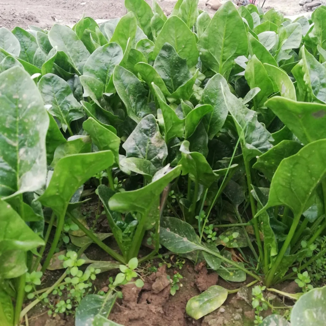 免费送菜到家广告,欢迎下单免费送菜上门