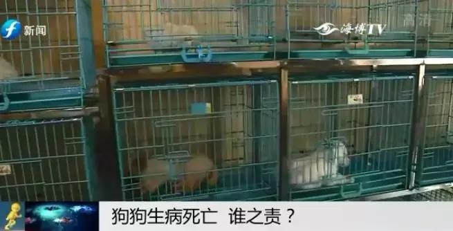 宠物狗买回来过几天病死怎么维权,厦门宠物店