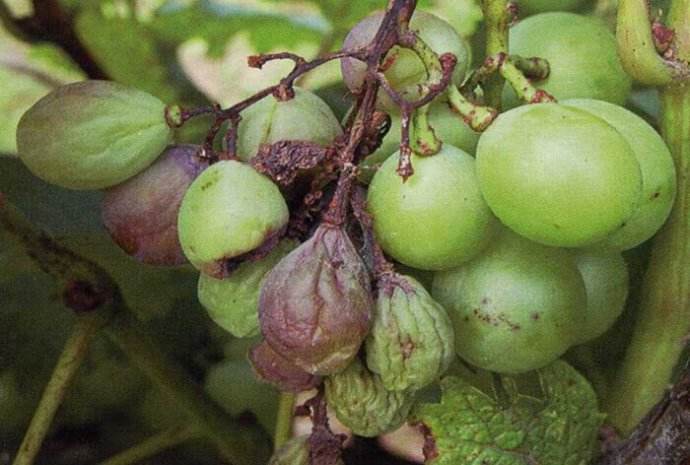 葡萄不熟就落了怎么办,葡萄不熟就烂咋回事