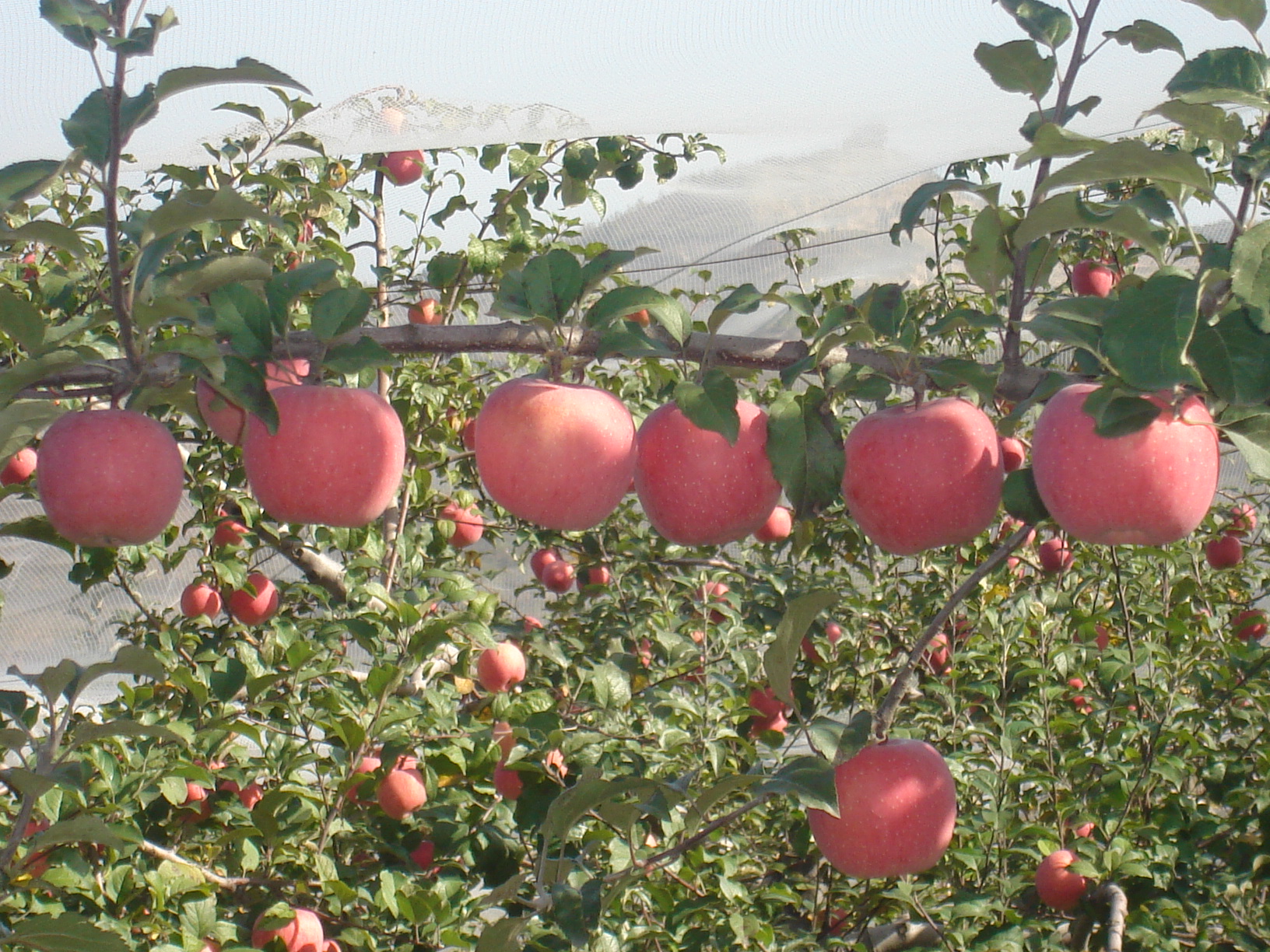 河南省三门峡灵宝市简介,三门峡历史文化遗迹