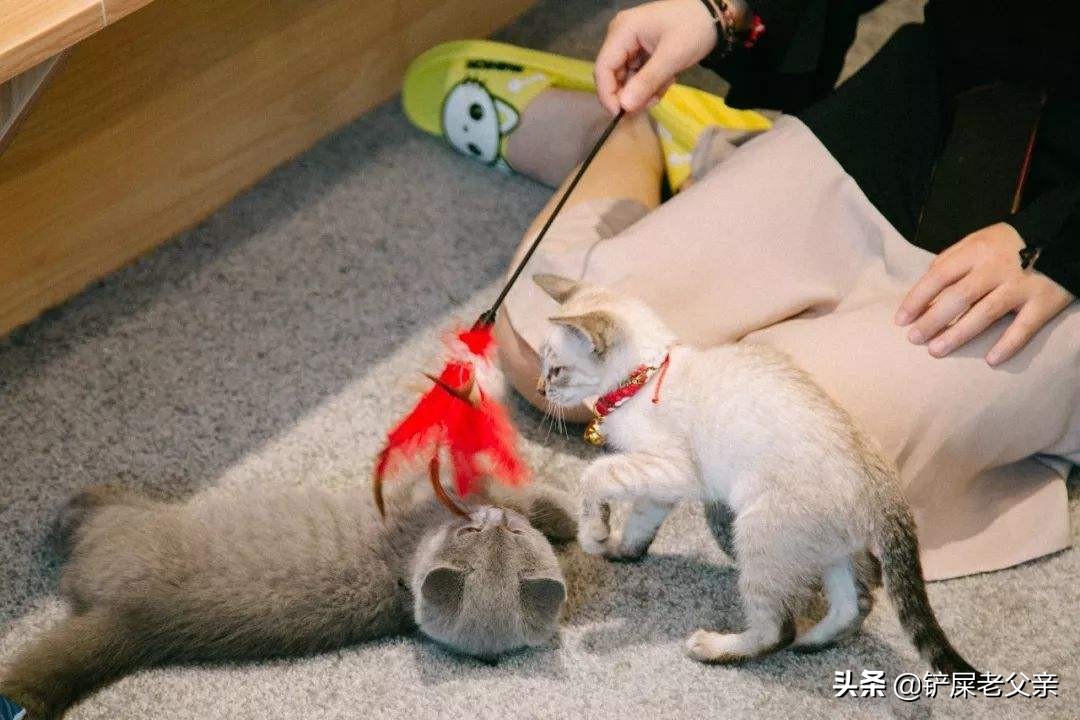 这几个动作说明猫咪在向你求救,突然的动作会给猫吓到抓狂