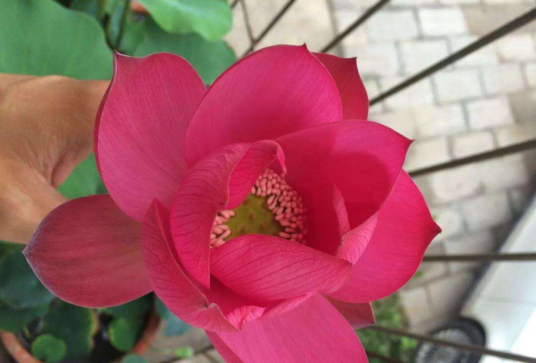 家有小院别忘了养一缸荷花,观赏型的在庭院的荷花怎么养