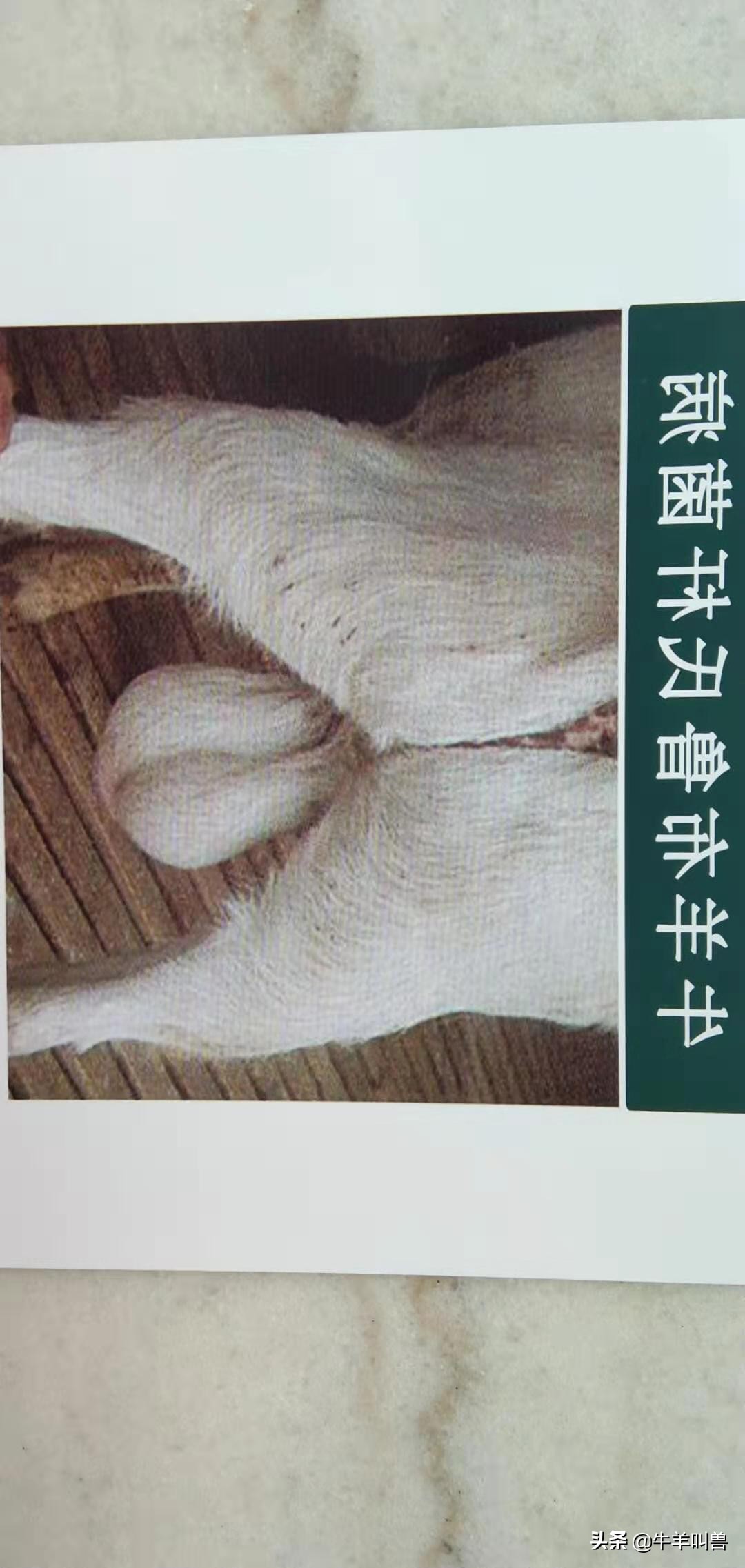 「收藏」导致羊发烧的几种常见病——常见传染病