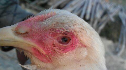 鸡生病眼睛肿是什么病,养鸡的鸡眼睛怎么治疗