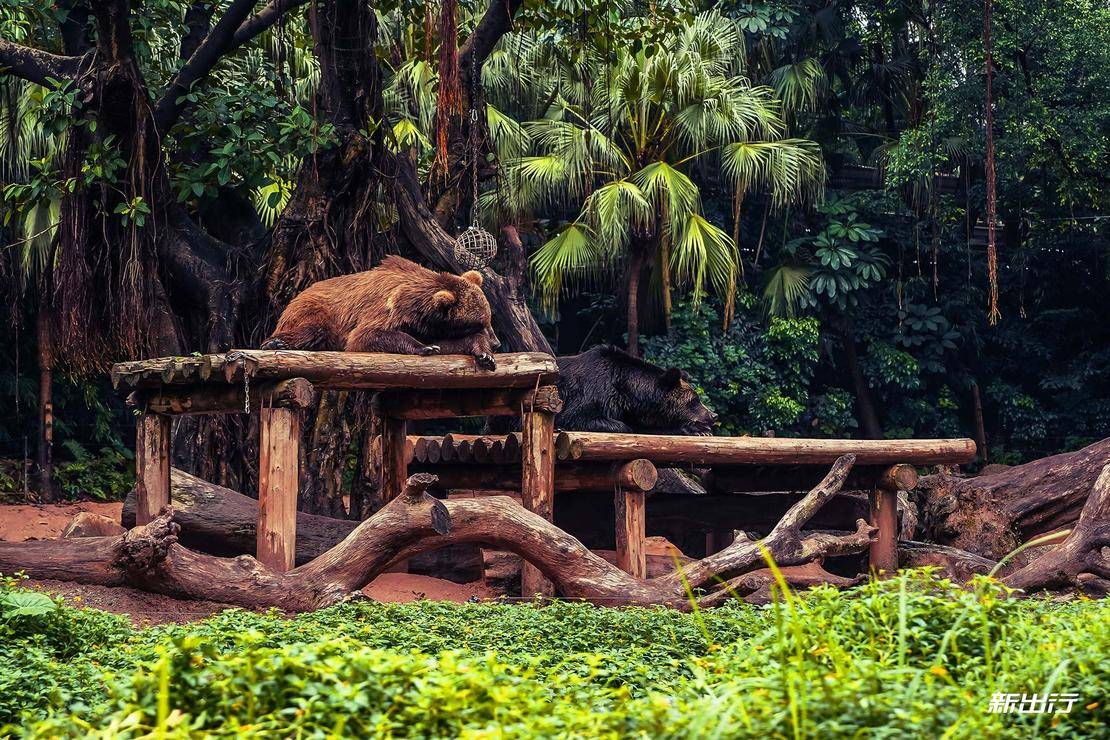 打卡长隆动物园记田妈和威马EX5520的周末