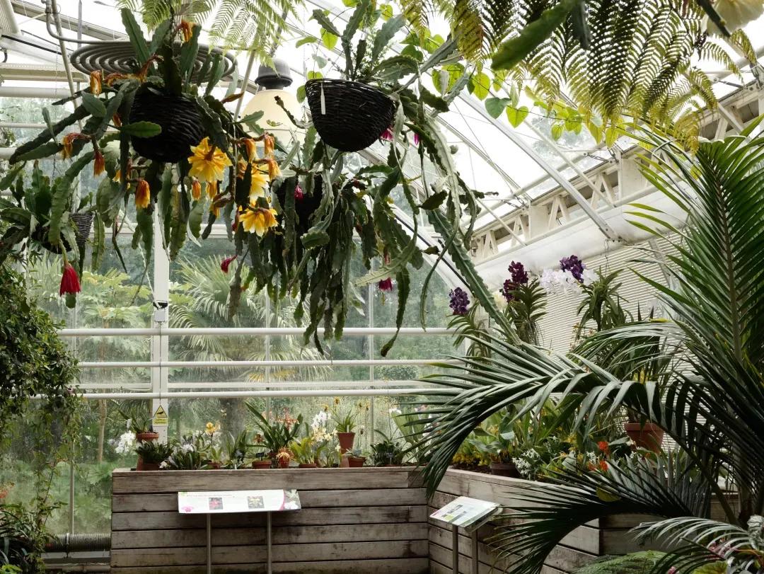 阳光房的植物推荐,北欧封闭阳台植物搭配