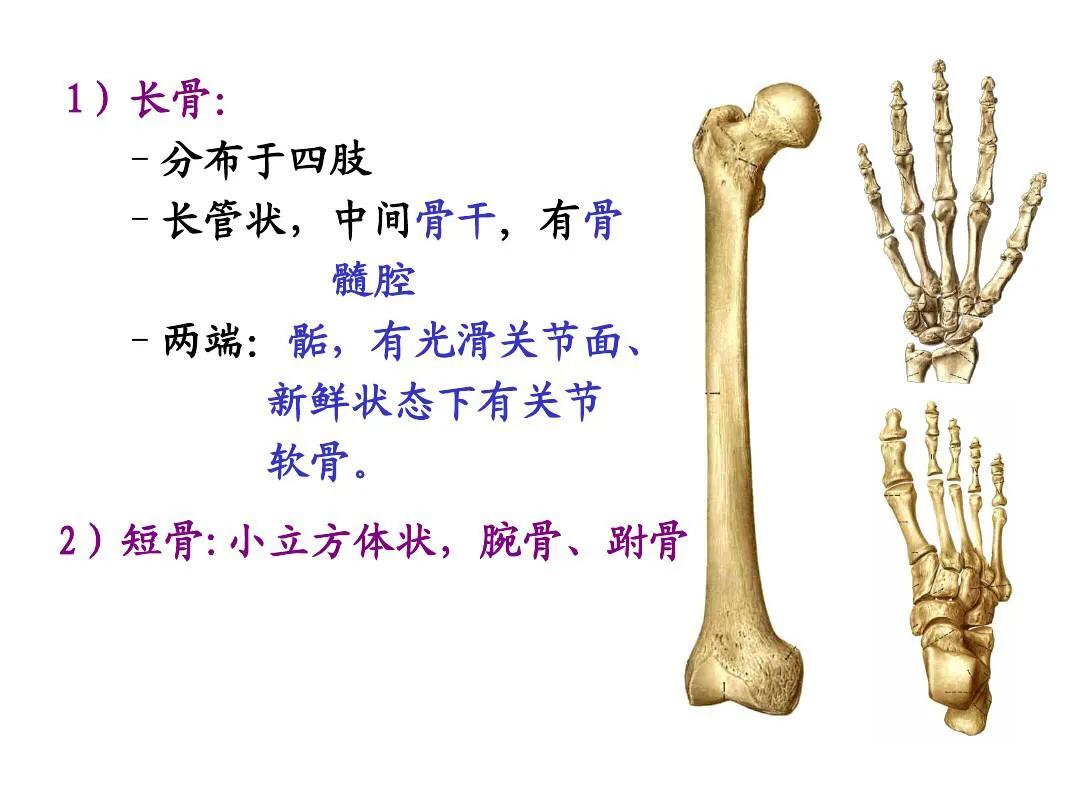 成人骨骼数量是多少,骨骼识别智能分析