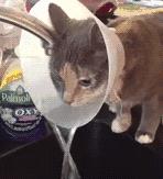 给猫戴上脖圈之后很低落,为什么给猫戴上猫圈就安静了