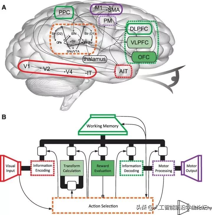 生物，AI，心理：目前的大脑/认知/意识/AGI/DRL模型