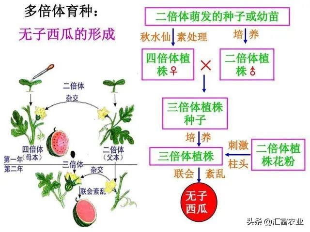 为什么种子公司的种子不能留种,农业种子为什么不能自留